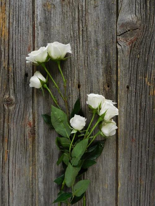  WHITE SPRAY ROSES